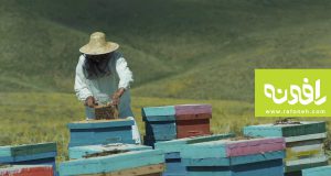 زنبورستان عسل ارگانیک رافونه