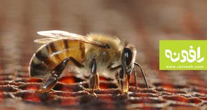 عوارض زهر زنبور عسل