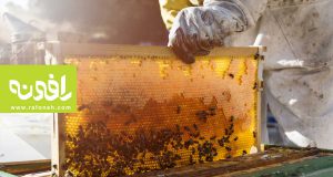 تولید عسل طبیعی